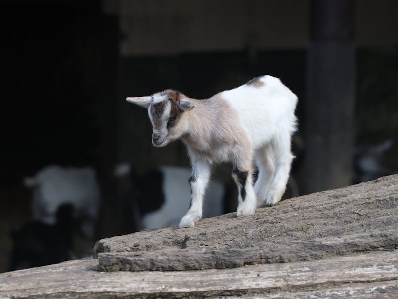 Young goat kid