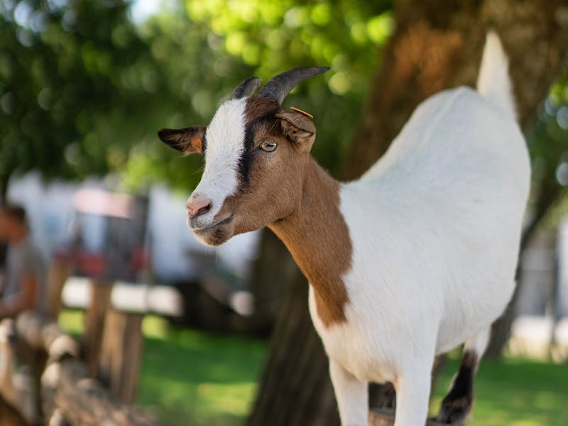 Boer goat at Qabool farm
