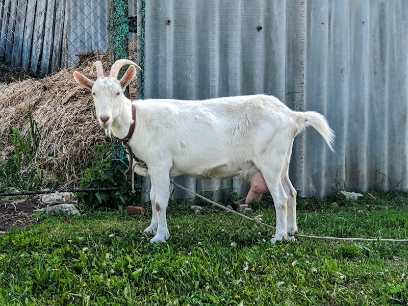 Goat at farm