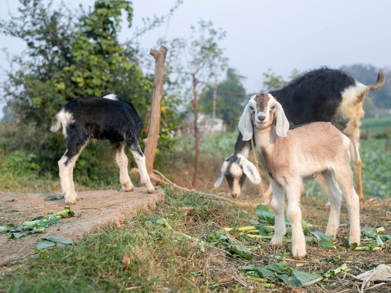 Goat kids on farm