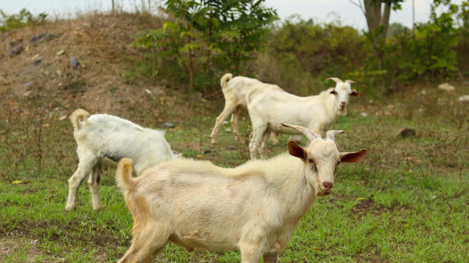 Goats grazing on pasture
