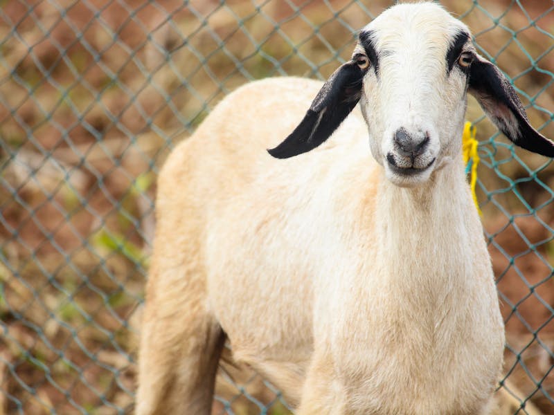 Local breed goat